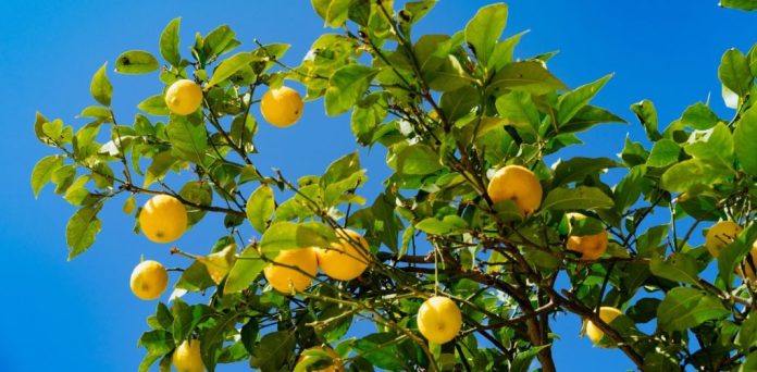 proprietatile-vindecatoare-ale-lamaiului-si-semnificatia-spirituala-a-acestui-arbore.jpg