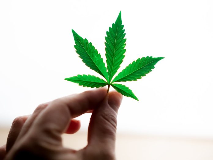 cbd-intre-curiozitate-trend-si-stil-de-viata.jpg